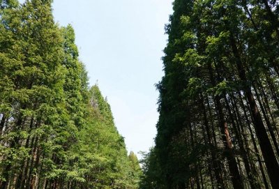 ​百色市哪里好玩景点排名