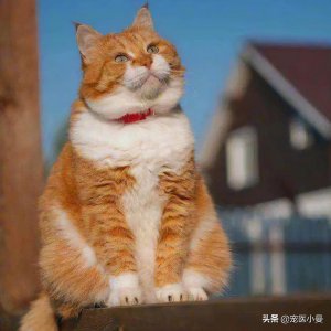 ​猫消化系统科普｜猫的口腔和胃有什么特点？