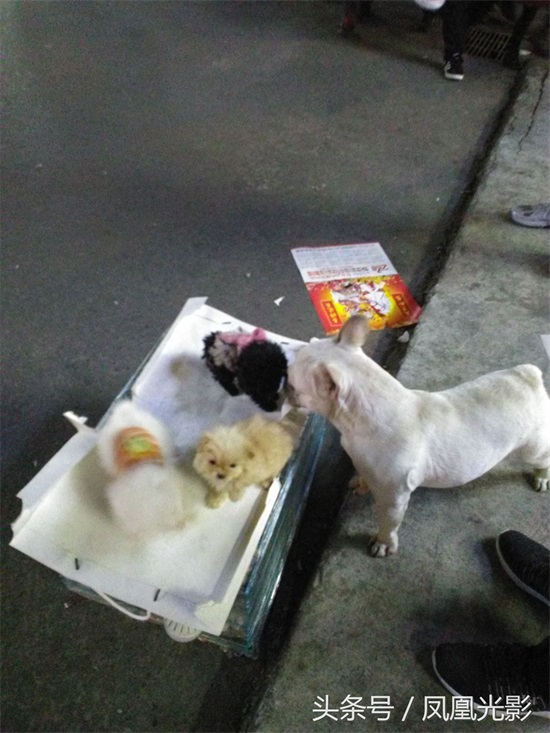 小伙夜里卖狗，国美狗一只才200，小朋友看了后喜欢得都不想走了