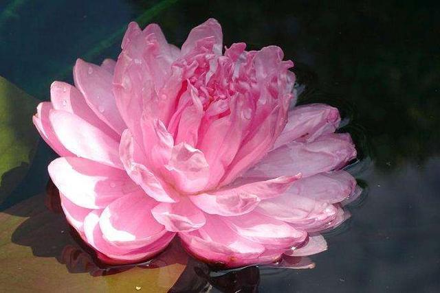 荷花资料 (介绍荷花的资料)-图12 荷花资料 (介绍荷花的资料)-图12