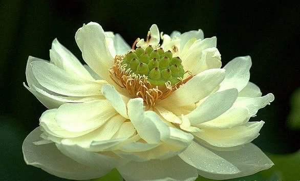 荷花资料 (介绍荷花的资料)-图2 荷花资料 (介绍荷花的资料)-图2