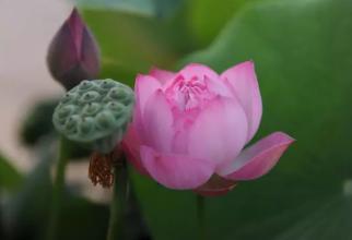 荷花资料 (介绍荷花的资料)-图6 荷花资料 (介绍荷花的资料)-图6