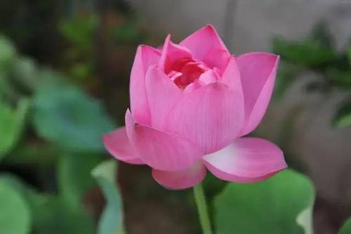 荷花资料 (介绍荷花的资料)-图4 荷花资料 (介绍荷花的资料)-图4