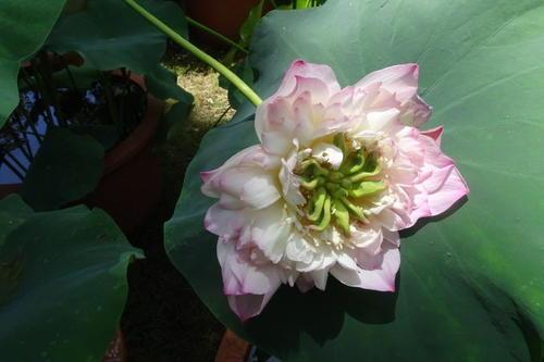 荷花资料 (介绍荷花的资料)-图11 荷花资料 (介绍荷花的资料)-图11