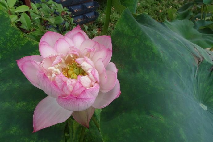 荷花资料 (介绍荷花的资料)-图3 荷花资料 (介绍荷花的资料)-图3