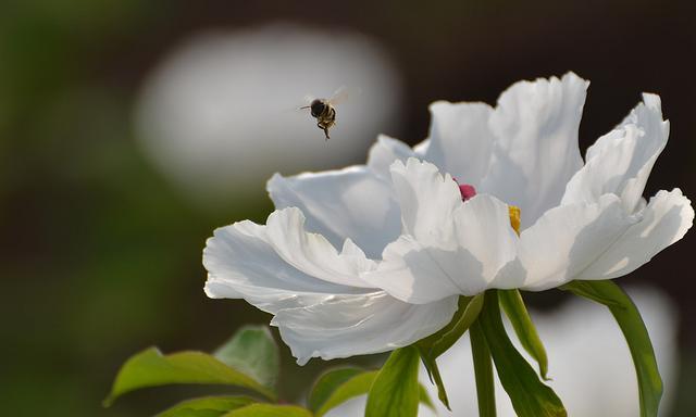 荷花资料 (介绍荷花的资料)-图10 荷花资料 (介绍荷花的资料)-图10