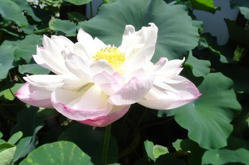 荷花资料 (介绍荷花的资料)-图1 荷花资料 (介绍荷花的资料)-图1