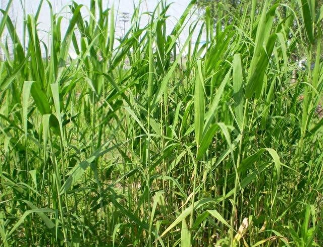 农村随处可见的这种植物！竟然就是诗经中说的“蒹葭”！