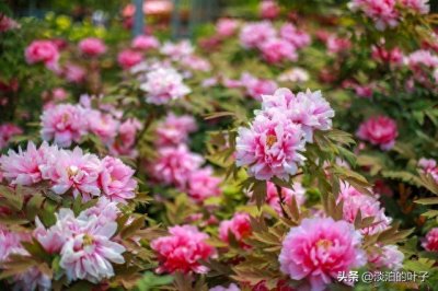 ​洛阳牡丹与菏泽牡丹都是中国的花朵：各美其美，美美与共