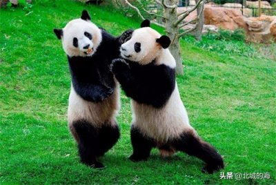 ​国家一级保护动物，你知道哪些？你最喜欢哪种动物