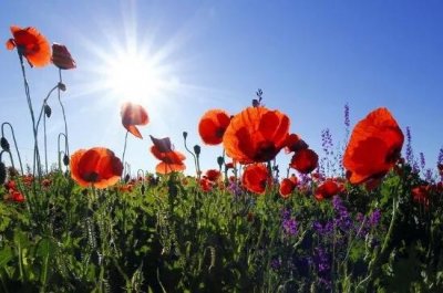 ​罂粟花—唯美却有毒，盛开在彼岸