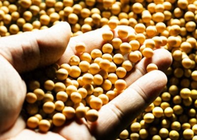 ​大豆之谜：我国从外进口转基因大豆的背后，究竟是谁在掌控全局