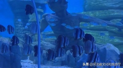 ​保定海洋科技馆趣味十足迎六一