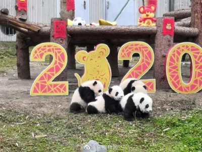 ​前方高萌！20只卧龙熊猫宝宝集体拜年