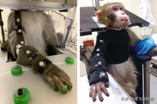 美国医药界满世界找猴子和电视剧十二猴子  美国 医药-第1张图片-