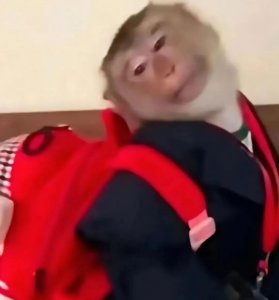 ​表情包暴露了你的心