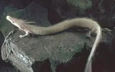 ​世界上最大的猴子 猴 世界上最大的猴子是哪位？