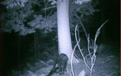 ​15个最不可思议的奇怪物种有哪些 翡翠葛等