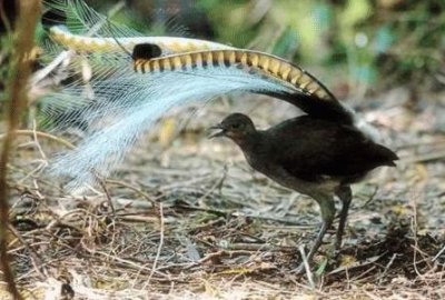 ​地球上有超能力的10种生物，第2种可以在真空环境中生存