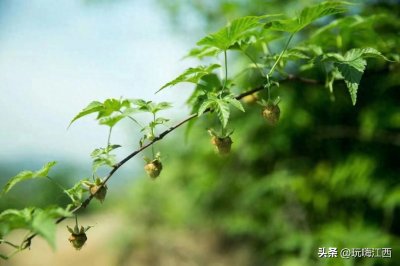 ​掌叶覆盆子：德兴的一道绝美风景线