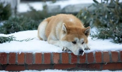 ​催泪电影排行榜（五部让人哭成狗的催泪电影）