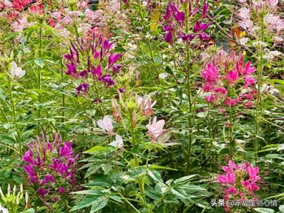 ​您见过长相似蝴蝶、香艳醉蝴蝶的醉蝶花么？各色醉蝶花让人沉醉