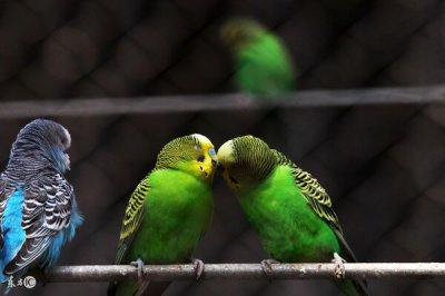 ​虎皮鹦鹉吃什么食物（虎皮鹦鹉最爱吃什么）