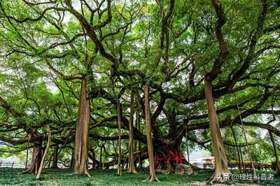 ​榕树为何称为鬼树，民间传说，因历史悠久而具有神秘色彩