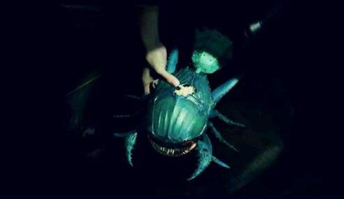 尸蟞是什么东西