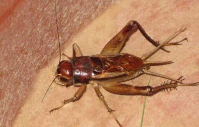 ​这种昆虫至少有1.4亿年历史 是玩斗的对象还有多种叫法