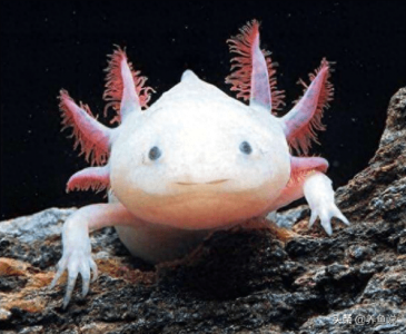 ​六角恐龙鱼吃什么食物(六角恐龙鱼怎么养)