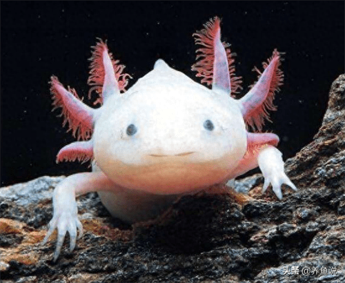 六角恐龙鱼吃什么食物(六角恐龙鱼怎么养)