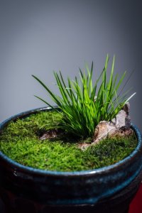 ​这种香草叫菖蒲，全株有毒，却在端午常被人挖起，3元1把很畅销