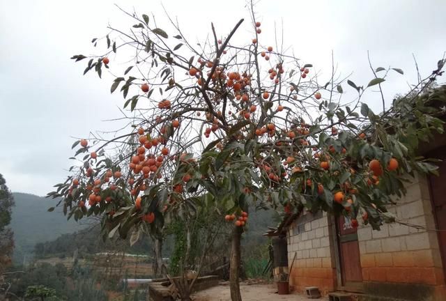 柿子怎么泡更甜更脆呢,柿子用什么办法才能不涩?图2