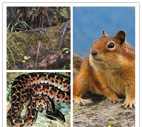 什么有些动物会冬眠