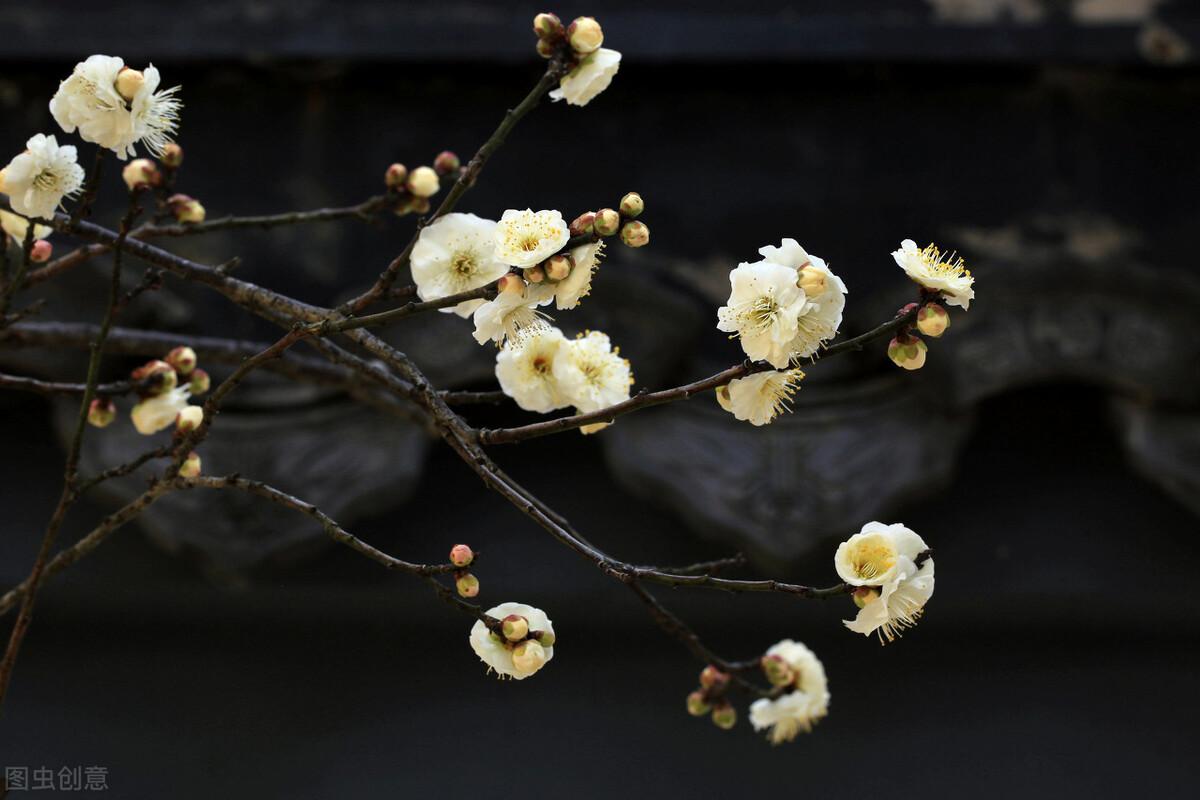 墨梅中只留清气满乾坤表达了诗人怎样的情感（只留清气满乾坤的全诗是啥意思）