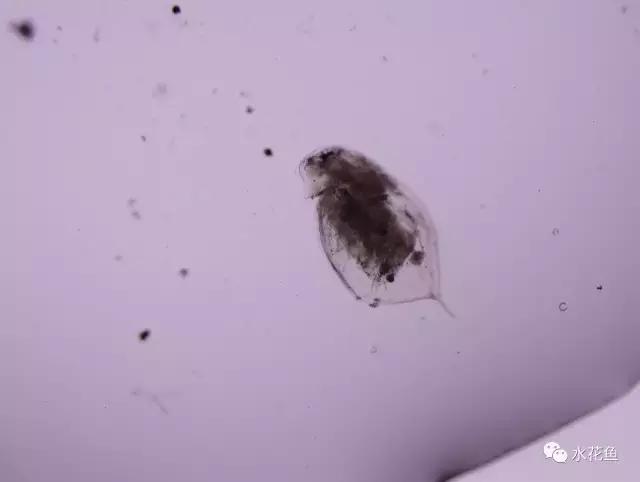 鲢鳙生长过程(鲢鳙花白鲢鱼的摄食与生长)(4)