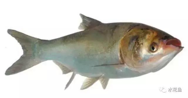 鲢鳙生长过程(鲢鳙花白鲢鱼的摄食与生长)(1)