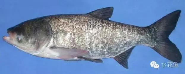 鲢鳙生长过程(鲢鳙花白鲢鱼的摄食与生长)(6)