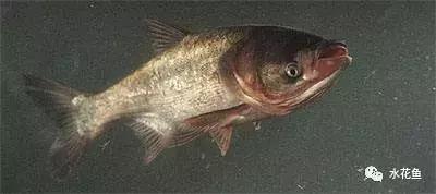 鲢鳙生长过程(鲢鳙花白鲢鱼的摄食与生长)(5)