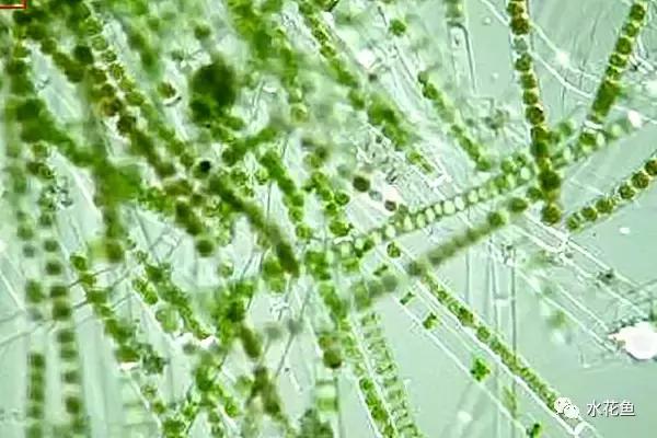 鲢鳙生长过程(鲢鳙花白鲢鱼的摄食与生长)(3)