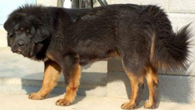 ​小狗皮肤病难治好小狗皮肤病结痂了