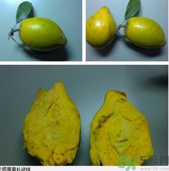 鸡蛋果和百香果的区别 鸡蛋果和百香果一样吗 鸡蛋果和百香果的区别 鸡蛋果和百香果一样吗