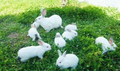 ​青紫蓝兔的简介-青紫蓝兔是什么品种？