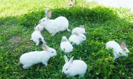 青紫蓝兔的简介-青紫蓝兔是什么品种?