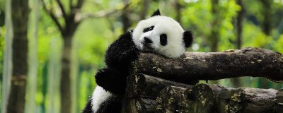 ​大熊猫吃什么 大熊猫吃什么资料