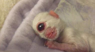 眼睛大的动物有哪些