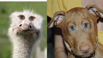 眼睛大的动物有哪些