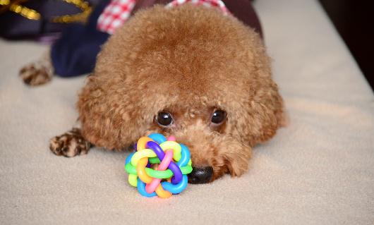 泰迪怎么养?泰迪多少钱能买到?