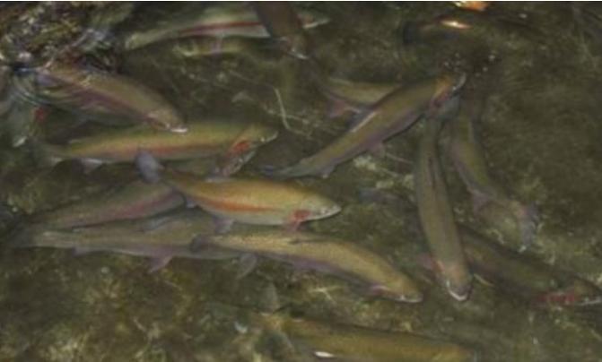 它进入中国市场41年,价格曾高达80一斤,如今市场30一斤无人问津